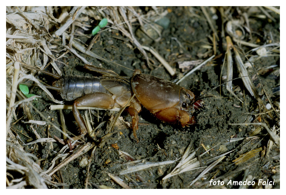 Gryllotalpa sp. - Riepilogo sulle specie italiane